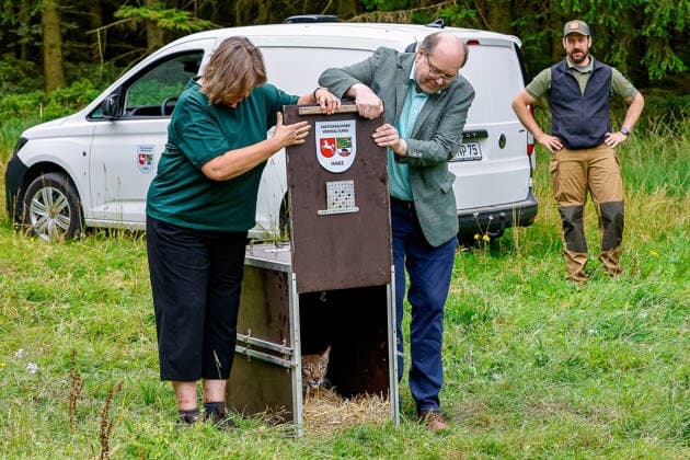 Niedersächsischer Umweltminister lässt Luchs im Osterwald auswildern Christian Meyer, Niedersächsischer Minister für Umwelt, Energie und Klimaschutz und Frauke Patzke, Staatssekretärin im Ministerium für Ernährung, Landwirtschaft und Verbraucherschutz stehen neben der Transportkiste mit der Luchsin und öffnen diese für die Auswilderung. Eldagsen Waldgebiet Forstamt Saupark Niedersachsen, Region Hannover Germany *** Lower Saxony’s Minister of the Environment Releases a Lynx into the Osterwald Christian Meyer, Lower Saxony’s Minister for the Environment, Energy, and Climate Protection, and Frauke Patzke, State Secretary at the Ministry of Food, Agriculture, and Consumer Protection, stand next to the transport crate containing the fem