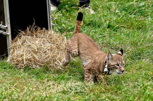 Niedersächsischer Umweltminister lässt Luchs im Osterwald auswildern Die Luchsin rennt aus der Transportkiste über eine Wiese in das Waldstück, springt über einen Busch und ist binnen drei Sekunden im Wald verschwunden. Eldagsen Waldgebiet Forstamt Saupark Niedersachsen, Region Hannover Germany *** Lower Saxony’s Environment Minister Releases a Lynx into the Osterwald. The female lynx runs out of the transport crate across a meadow into the woods, jumps over a bush, and disappears into the forest within three seconds. Eldagsen Forest Area, Saupark Forest District, Lower Saxony, Hanover Region, Germany