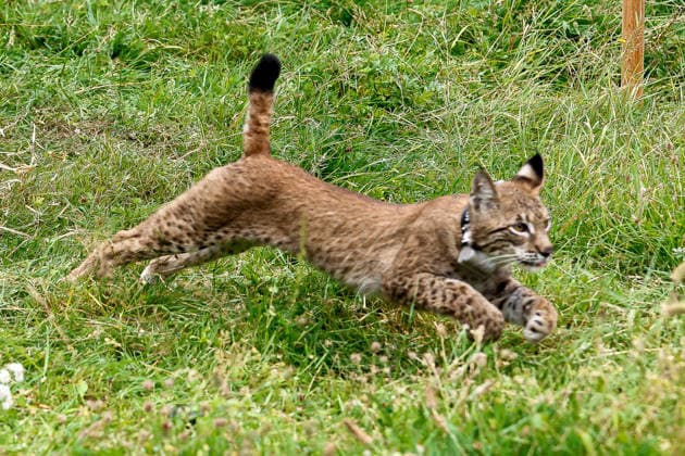 Niedersächsischer Umweltminister lässt Luchs im Osterwald auswildern Die Luchsin rennt aus der Transportkiste über eine Wiese in das Waldstück, springt über einen Busch und ist binnen drei Sekunden im Wald verschwunden. Eldagsen Waldgebiet Forstamt Saupark Niedersachsen, Region Hannover Germany *** Lower Saxony’s Environment Minister Releases a Lynx into the Osterwald. The female lynx runs out of the transport crate across a meadow into the woods, jumps over a bush, and disappears into the forest within three seconds. Eldagsen Forest Area, Saupark Forest District, Lower Saxony, Hanover Region, Germany