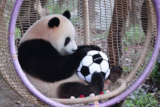 Entertainment Bilder des Tages CHONGQING ZOO GIANT PANDAS Giant panda Mang Cancan eats fruits and plays soccer in its cradle at Chongqing Zoo, China on August 8, 2026. Chongqing Chongqing China  Copyright: xCFOTOx i1786195496753