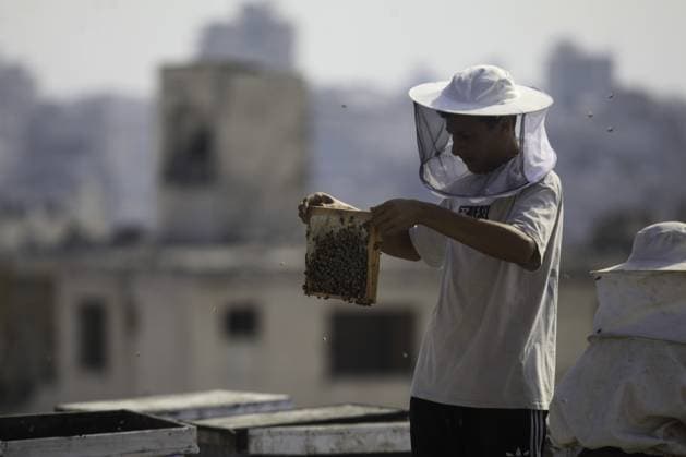 RECORD DATE NOT STATED Gaza Beekeeper Revives Hives Amid War Damage (INT) Gaza Beekeeper Revives Hives Amid War Damage AUGUST 8, 2026, Gaza, Palestine: Ibrahim al-Dabba, head of the Beekeepers Cooperative in the Gaza Strip, tends to beehives with his sons on the rooftop of a war-damaged building in Gaza City s Tel al-Hawa neighborhood, where the displaced family has taken shelter. Despite widespread destruction and the challenges posed by the ongoing conflict, al-Dabba continues beekeeping in an effort to preserve his livelihood and maintain honey production. Credit: Hashem Zimmo TheNews2(Foto: Hashem Zimmo Thenews2 imago images) Gaza Beekeeper Revives Hives Amid War Damage  Copyright: xHashemxZimmox