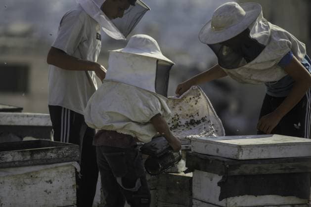 RECORD DATE NOT STATED Gaza Beekeeper Revives Hives Amid War Damage (INT) Gaza Beekeeper Revives Hives Amid War Damage AUGUST 8, 2026, Gaza, Palestine: Ibrahim al-Dabba, head of the Beekeepers Cooperative in the Gaza Strip, tends to beehives with his sons on the rooftop of a war-damaged building in Gaza City s Tel al-Hawa neighborhood, where the displaced family has taken shelter. Despite widespread destruction and the challenges posed by the ongoing conflict, al-Dabba continues beekeeping in an effort to preserve his livelihood and maintain honey production. Credit: Hashem Zimmo TheNews2(Foto: Hashem Zimmo Thenews2 imago images) Gaza Beekeeper Revives Hives Amid War Damage  Copyright: xHashemxZimmox
