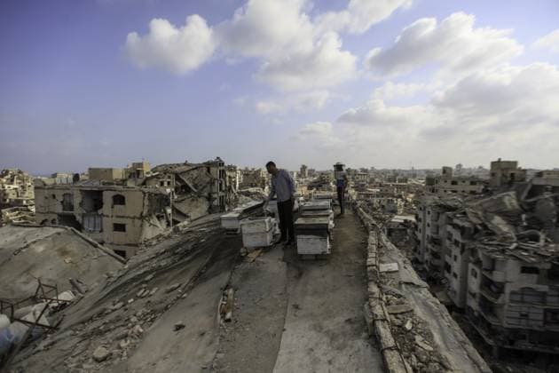 RECORD DATE NOT STATED Gaza Beekeeper Revives Hives Amid War Damage (INT) Gaza Beekeeper Revives Hives Amid War Damage AUGUST 8, 2026, Gaza, Palestine: Ibrahim al-Dabba, head of the Beekeepers Cooperative in the Gaza Strip, tends to beehives with his sons on the rooftop of a war-damaged building in Gaza City s Tel al-Hawa neighborhood, where the displaced family has taken shelter. Despite widespread destruction and the challenges posed by the ongoing conflict, al-Dabba continues beekeeping in an effort to preserve his livelihood and maintain honey production. Credit: Hashem Zimmo TheNews2(Foto: Hashem Zimmo Thenews2 imago images) Gaza Beekeeper Revives Hives Amid War Damage  Copyright: xHashemxZimmox