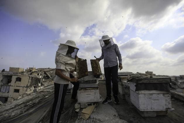 RECORD DATE NOT STATED Gaza Beekeeper Revives Hives Amid War Damage (INT) Gaza Beekeeper Revives Hives Amid War Damage AUGUST 8, 2026, Gaza, Palestine: Ibrahim al-Dabba, head of the Beekeepers Cooperative in the Gaza Strip, tends to beehives with his sons on the rooftop of a war-damaged building in Gaza City s Tel al-Hawa neighborhood, where the displaced family has taken shelter. Despite widespread destruction and the challenges posed by the ongoing conflict, al-Dabba continues beekeeping in an effort to preserve his livelihood and maintain honey production. Credit: Hashem Zimmo TheNews2(Foto: Hashem Zimmo Thenews2 imago images) Gaza Beekeeper Revives Hives Amid War Damage  Copyright: xHashemxZimmox