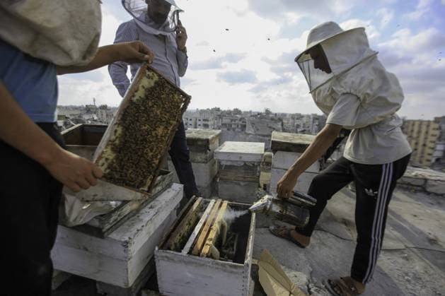 RECORD DATE NOT STATED Gaza Beekeeper Revives Hives Amid War Damage (INT) Gaza Beekeeper Revives Hives Amid War Damage AUGUST 8, 2026, Gaza, Palestine: Ibrahim al-Dabba, head of the Beekeepers Cooperative in the Gaza Strip, tends to beehives with his sons on the rooftop of a war-damaged building in Gaza City s Tel al-Hawa neighborhood, where the displaced family has taken shelter. Despite widespread destruction and the challenges posed by the ongoing conflict, al-Dabba continues beekeeping in an effort to preserve his livelihood and maintain honey production. Credit: Hashem Zimmo TheNews2(Foto: Hashem Zimmo Thenews2 imago images) Gaza Beekeeper Revives Hives Amid War Damage  Copyright: xHashemxZimmox