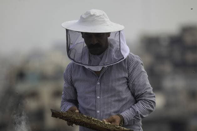 RECORD DATE NOT STATED Gaza Beekeeper Revives Hives Amid War Damage (INT) Gaza Beekeeper Revives Hives Amid War Damage AUGUST 8, 2026, Gaza, Palestine: Ibrahim al-Dabba, head of the Beekeepers Cooperative in the Gaza Strip, tends to beehives with his sons on the rooftop of a war-damaged building in Gaza City s Tel al-Hawa neighborhood, where the displaced family has taken shelter. Despite widespread destruction and the challenges posed by the ongoing conflict, al-Dabba continues beekeeping in an effort to preserve his livelihood and maintain honey production. Credit: Hashem Zimmo TheNews2(Foto: Hashem Zimmo Thenews2 imago images) Gaza Beekeeper Revives Hives Amid War Damage  Copyright: xHashemxZimmox
