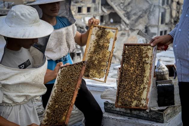 August 8, 2026, Gaza, Palestine, State of: GAZA Gaza, PALESTINE Ã¢â‚¬ AUGUST 8, 2026: This photo essay documents the work of Ibrahim Naji Al-Dabba, 49, head of the Gaza Beekeepers Cooperative Society, who continues raising bees with his sons from the rooftop of a damaged residential building in the Tel al-Hawa neighborhood, where his displaced family has taken refuge. After losing his home and much of his beekeeping infrastructure during the war, Al-Dabba has resumed caring for his hives despite shortages of equipment and the widespread destruction affecting Gaza s agricultural sector. Through scenes of daily work, family life and resilience, the essay explores how one beekeeper struggles to preserve his livelihood and maintain honey pr - ZUMAq101 20260808_zna_q101_016 Copyright: xMohammedxMxSkaikx