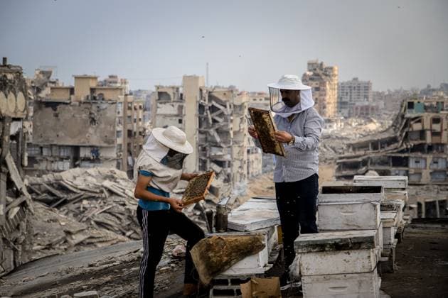 News Bilder des Tages Keeping bees amid the ruins of Gaza GAZA CITY, PALESTINE AUGUST 8, 2026: This photo essay documents the work of Ibrahim Naji Al-Dabba, 49, head of the Gaza Beekeepers Cooperative Society, who continues raising bees with his sons from the rooftop of a damaged residential building in the Tel al-Hawa neighborhood, where his displaced family has taken refuge. After losing his home and much of his beekeeping infrastructure during the war, Al-Dabba has resumed caring for his hives despite shortages of equipment and the widespread destruction affecting Gaza s agricultural sector. Through scenes of daily work, family life and resilience, the essay explores how one beekeeper struggles to preserve his livelihood and maintain honey production ami Copyright: x xMohammedxMxSkaikx xJNAxPressx