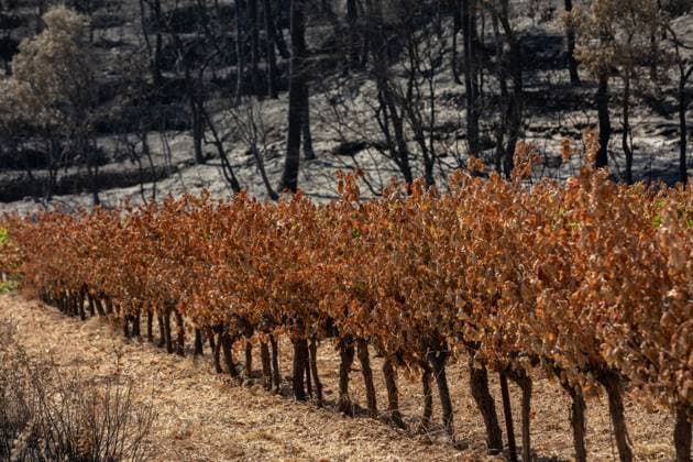 DAMAGE CAUSED TO VINEYARDS BY FIRES PHOTO PQR NICE MATIN CAMILLE DODET Correns Correns Correns Correns August 8, 2026 Photo PQR Camille Dodet Var Matin August 8, 2026 Correns, Var. After the fire that struck Correns, winegrowers are assessing the losses caused by the fire on the affected plots. In pictures. Photo: PQR Camille Dodet, Var Matin, August 8, 2026. Correns, Var. After the fire that struck Correns, winegrowersare assessing the losses caused by the fire’s passage through the damaged plots. In pictures: Fabien Mistre, president of the Correns Winegrowers’ Cooperative, walks through the rows of burned vines. Photo: PQR Camille Dodet, Var Matin, August 8, 2026. Correns Var After the fire that struck Correns, winemakers are assessing  Copyright: xPHOTOPQR NICExMATIN MAXPPPxCAMILLExDODETx 20260808NIM4868 20260808NIM4868