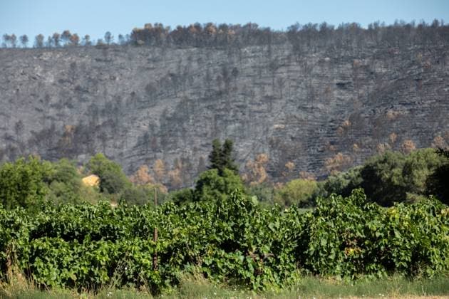 DAMAGE CAUSED TO VINEYARDS BY FIRES PHOTO PQR NICE MATIN CAMILLE DODET Correns Correns Correns Correns August 8, 2026 Photo PQR Camille Dodet Var Matin August 8, 2026 Correns, Var. After the fire that struck Correns, winegrowers are assessing the losses caused by the fire on the affected plots. In pictures. Photo: PQR Camille Dodet, Var Matin, August 8, 2026. Correns, Var. After the fire that struck Correns, winegrowersare assessing the losses caused by the fire’s passage through the damaged plots. In pictures: Fabien Mistre, president of the Correns Winegrowers’ Cooperative, walks among the rows of burned vines. Photo: PQR Camille Dodet, Var Matin, August 8, 2026. Correns Var After the fire that struck Correns, winemakers are assessing th  Copyright: xPHOTOPQR NICExMATIN MAXPPPxCAMILLExDODETx 20260808NIM4874 20260808NIM4874