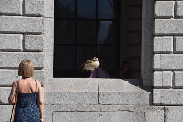 News Bilder des Tages August 8, 2026, London, England, United Kingdom: An Egyptian goose stands on one leg and basks in the sunshine in Cheapside in the City of London as the dry and hot conditions continue. Geese usually stick to parks and bodies of water and very rarely stray into the city. London United Kingdom  - ZUMAv130 20260808_zip_v130_013 Copyright: xVukxValcicx