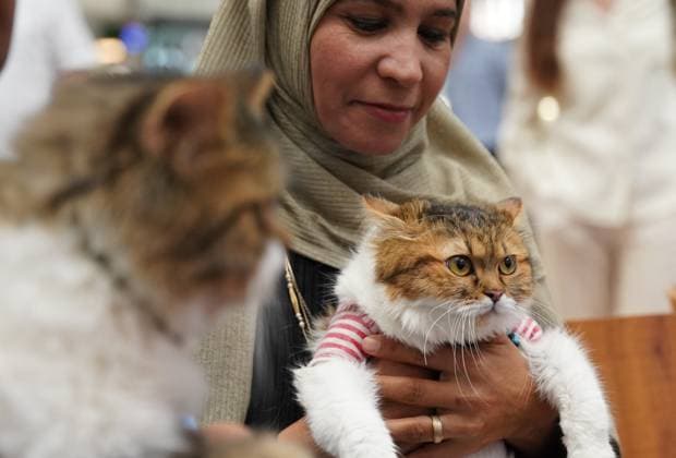 A cat beauty contest was held in Sulaymaniyah SULAYMANIYAH, IRAQ - AUGUST 08: Cats of various breeds, including Turkish Angora and Van cats, are displayed during a cat beauty contest hosted at a shopping mall in Sulaymaniyah, Iraq, on August 08, 2026. A total of 111 cats participated in the pageant, where judges evaluated feline contestants based on appearance, grooming, and coat condition. Fariq Faraj Mahmood Anadolu Sulaymaniyah Iraq. Editorial use only. Please get in touch for any other usage.  Copyright: x2026xAnadoluxFariqxFarajxMahmoodx