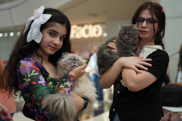 A cat beauty contest was held in Sulaymaniyah SULAYMANIYAH, IRAQ - AUGUST 08: Cats of various breeds, including Turkish Angora and Van cats, are displayed during a cat beauty contest hosted at a shopping mall in Sulaymaniyah, Iraq, on August 08, 2026. A total of 111 cats participated in the pageant, where judges evaluated feline contestants based on appearance, grooming, and coat condition. Fariq Faraj Mahmood Anadolu Sulaymaniyah Iraq. Editorial use only. Please get in touch for any other usage.  Copyright: x2026xAnadoluxFariqxFarajxMahmoodx
