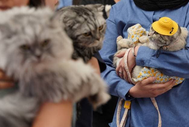 A cat beauty contest was held in Sulaymaniyah SULAYMANIYAH, IRAQ - AUGUST 08: Cats of various breeds, including Turkish Angora and Van cats, are displayed during a cat beauty contest hosted at a shopping mall in Sulaymaniyah, Iraq, on August 08, 2026. A total of 111 cats participated in the pageant, where judges evaluated feline contestants based on appearance, grooming, and coat condition. Fariq Faraj Mahmood Anadolu Sulaymaniyah Iraq. Editorial use only. Please get in touch for any other usage.  Copyright: x2026xAnadoluxFariqxFarajxMahmoodx