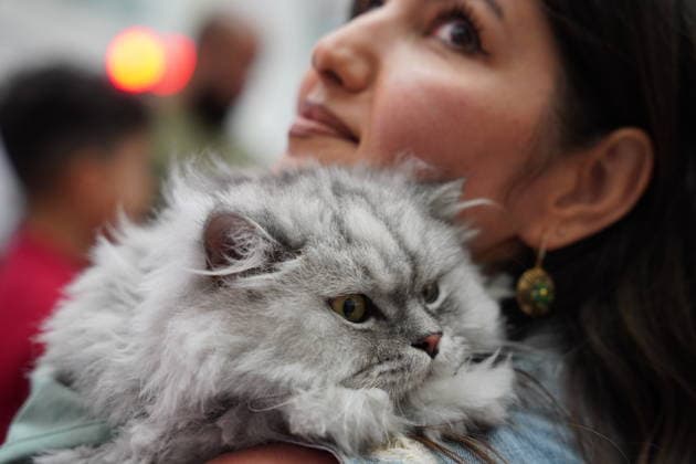 A cat beauty contest was held in Sulaymaniyah SULAYMANIYAH, IRAQ - AUGUST 08: Cats of various breeds, including Turkish Angora and Van cats, are displayed during a cat beauty contest hosted at a shopping mall in Sulaymaniyah, Iraq, on August 08, 2026. A total of 111 cats participated in the pageant, where judges evaluated feline contestants based on appearance, grooming, and coat condition. Fariq Faraj Mahmood Anadolu Sulaymaniyah Iraq. Editorial use only. Please get in touch for any other usage.  Copyright: x2026xAnadoluxFariqxFarajxMahmoodx