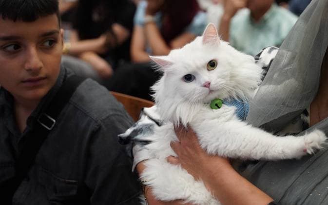 A cat beauty contest was held in Sulaymaniyah SULAYMANIYAH, IRAQ - AUGUST 08: Cats of various breeds, including Turkish Angora and Van cats, are displayed during a cat beauty contest hosted at a shopping mall in Sulaymaniyah, Iraq, on August 08, 2026. A total of 111 cats participated in the pageant, where judges evaluated feline contestants based on appearance, grooming, and coat condition. Fariq Faraj Mahmood Anadolu Sulaymaniyah Iraq. Editorial use only. Please get in touch for any other usage.  Copyright: x2026xAnadoluxFariqxFarajxMahmoodx