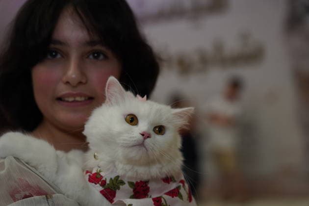 A cat beauty contest was held in Sulaymaniyah SULAYMANIYAH, IRAQ - AUGUST 08: Cats of various breeds, including Turkish Angora and Van cats, are displayed during a cat beauty contest hosted at a shopping mall in Sulaymaniyah, Iraq, on August 08, 2026. A total of 111 cats participated in the pageant, where judges evaluated feline contestants based on appearance, grooming, and coat condition. Fariq Faraj Mahmood Anadolu Sulaymaniyah Iraq. Editorial use only. Please get in touch for any other usage.  Copyright: x2026xAnadoluxFariqxFarajxMahmoodx
