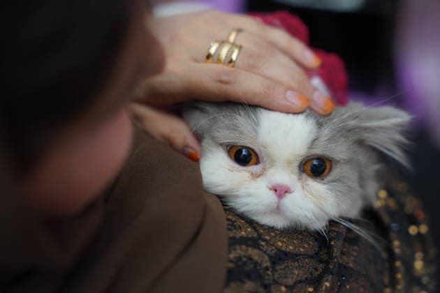 A cat beauty contest was held in Sulaymaniyah SULAYMANIYAH, IRAQ - AUGUST 08: Cats of various breeds, including Turkish Angora and Van cats, are displayed during a cat beauty contest hosted at a shopping mall in Sulaymaniyah, Iraq, on August 08, 2026. A total of 111 cats participated in the pageant, where judges evaluated feline contestants based on appearance, grooming, and coat condition. Fariq Faraj Mahmood Anadolu Sulaymaniyah Iraq. Editorial use only. Please get in touch for any other usage.  Copyright: x2026xAnadoluxFariqxFarajxMahmoodx