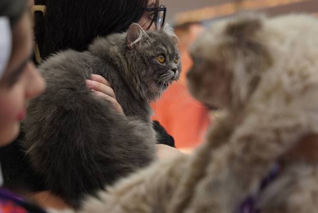A cat beauty contest was held in Sulaymaniyah SULAYMANIYAH, IRAQ - AUGUST 08: Cats of various breeds, including Turkish Angora and Van cats, are displayed during a cat beauty contest hosted at a shopping mall in Sulaymaniyah, Iraq, on August 08, 2026. A total of 111 cats participated in the pageant, where judges evaluated feline contestants based on appearance, grooming, and coat condition. Fariq Faraj Mahmood Anadolu Sulaymaniyah Iraq. Editorial use only. Please get in touch for any other usage.  Copyright: x2026xAnadoluxFariqxFarajxMahmoodx