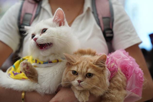 A cat beauty contest was held in Sulaymaniyah SULAYMANIYAH, IRAQ - AUGUST 08: Cats of various breeds, including Turkish Angora and Van cats, are displayed during a cat beauty contest hosted at a shopping mall in Sulaymaniyah, Iraq, on August 08, 2026. A total of 111 cats participated in the pageant, where judges evaluated feline contestants based on appearance, grooming, and coat condition. Fariq Faraj Mahmood Anadolu Sulaymaniyah Iraq. Editorial use only. Please get in touch for any other usage.  Copyright: x2026xAnadoluxFariqxFarajxMahmoodx