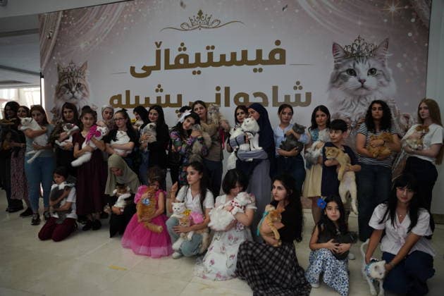 A cat beauty contest was held in Sulaymaniyah SULAYMANIYAH, IRAQ - AUGUST 08: Cats of various breeds, including Turkish Angora and Van cats, are displayed during a cat beauty contest hosted at a shopping mall in Sulaymaniyah, Iraq, on August 08, 2026. A total of 111 cats participated in the pageant, where judges evaluated feline contestants based on appearance, grooming, and coat condition. Fariq Faraj Mahmood Anadolu Sulaymaniyah Iraq. Editorial use only. Please get in touch for any other usage.  Copyright: x2026xAnadoluxFariqxFarajxMahmoodx