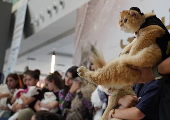 A cat beauty contest was held in Sulaymaniyah SULAYMANIYAH, IRAQ - AUGUST 08: Cats of various breeds, including Turkish Angora and Van cats, are displayed during a cat beauty contest hosted at a shopping mall in Sulaymaniyah, Iraq, on August 08, 2026. A total of 111 cats participated in the pageant, where judges evaluated feline contestants based on appearance, grooming, and coat condition. Fariq Faraj Mahmood Anadolu Sulaymaniyah Iraq. Editorial use only. Please get in touch for any other usage.  Copyright: x2026xAnadoluxFariqxFarajxMahmoodx