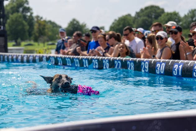 August 8, 2026, Washington, District Of Columbia, U.S.: A canine competitor jumps into the pool during the DockDogs Big Air competition at The Wharf in Washington, DC. Washington U.S. - ZUMAh210 20260808_znp_h210_003 Copyright: xDavidxHansenx