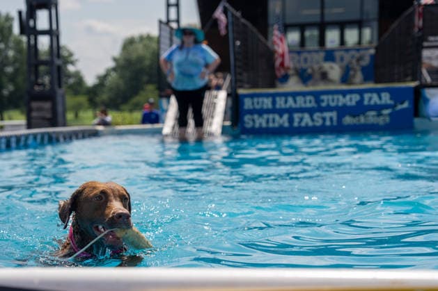 August 8, 2026, Washington, District Of Columbia, U.S.: A canine competitor jumps into the pool during the DockDogs Big Air competition at The Wharf in Washington, DC. Washington U.S. - ZUMAh210 20260808_znp_h210_002 Copyright: xDavidxHansenx