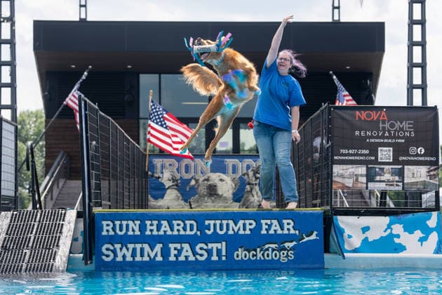 August 8, 2026, Washington, District Of Columbia, U.S.: A canine competitor jumps into the pool during the DockDogs Big Air competition at The Wharf in Washington, DC. Washington U.S. - ZUMAh210 20260808_znp_h210_004 Copyright: xDavidxHansenx