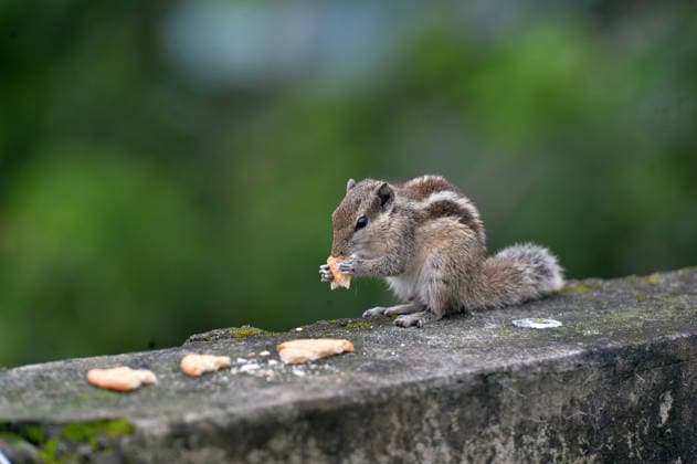 News Bilder des Tages August 9, 2026, Siliguri, West Bengal, India: A Squirrel eats biscuits given on a wall in Siliguri. Siliguri India - ZUMAd209 20260809_znp_d209_005 Copyright: xDiptenduxDuttax