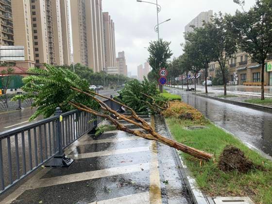 KUNSHAN, CHINA - AUGUST 09: A general view of fallen trees by the Typhoon Dolphin on August 9, 2026 in Kunshan, Jiangsu Province of China. Typhoon Dolphin is expected to make landfall along the coast of Zhejiang and Fujian provinces between Sunday night and Monday morning, prompting Shanghai to cancel nearly 60 per cent of flights to and from the metropolis on Sunday.  Copyright: xVCGx 111658958951