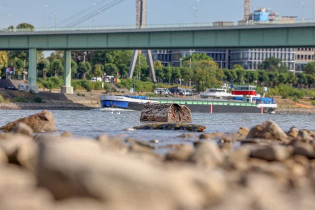 Sommer im Rheinland. Blick auf den Rhein bei Koeln (Köln) - Deutz. Der Rhein in Koeln (Köln) fuehrt (führt) Niedrigwasser aufgrund anhaltender Trockenheit. Ein Schiff ist im Hintergrund unterwegs. Im Vordergrund liegt Holz im Wasser. Sommer im Rheinland am 09.08.2026 in Koeln (Köln) Deutschland. *** Summer in the Rhineland: View of the Rhine near Cologne (Deutz). The Rhine in Cologne is at low water levels due to persistent drought. A ship is passing in the background. In the foreground, wood lies in the water. Summer in the Rhineland on August 9, 2026, in Cologne, Germany