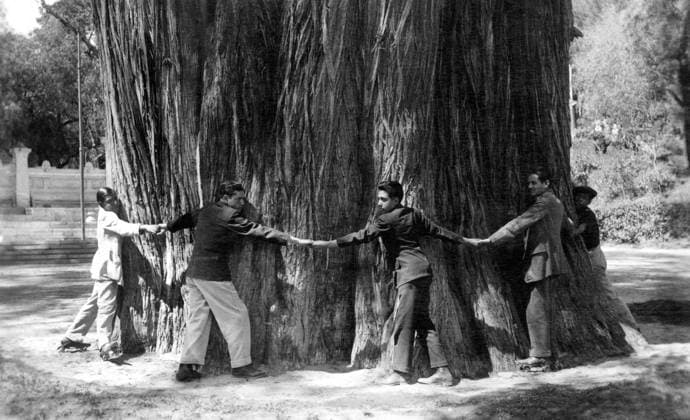 Riesenmammutbaum, Männer umarmen den dicken Baumstamm eines riesigen Mammutbaumes (Sequoiadendron giganteum), 1930er Jahre, historisch, Mexiko Giant sequoia, men embracing the thick trunk of a giant sequoia (Sequoiadendron giganteum), 1930s, historical, Mexico Copyright: imageBROKER our-planet.berlin iblhek18368474.jpg