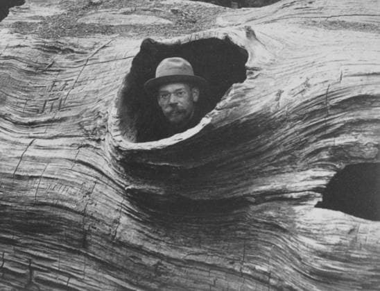 Man schau auf einem Loch eines hohlen Mammutbaumes namens Father of the Forest (Vater des Waldes), skurril, witzig, Riesenmammutbaum (Sequoiadendron giganteum) etwa 1902, historisch, Calaveras Big Trees State Park, Kalifornien, USA A view of a hole in a hollow giant sequoia known as the ‘Father of the Forest – whimsical, amusing, giant sequoia (Sequoiadendron giganteum), circa 1902, historic, Calaveras Big Trees State Park, California, USA Copyright: imageBROKER our-planet.berlin iblhek18368463.jpg