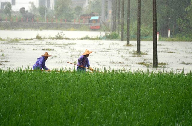 YUEQING, CHINA - AUGUST 10: Farmers clear floating debris from farmland amidst rain to accelerate post-disaster recovery on August 10, 2026 in Yueqing, Zhejiang Province of China. Typhoon Dolphin recently made landfall in the region, causing significant damage to local agriculture and infrastructure.  Copyright: xVCGx 111659089571
