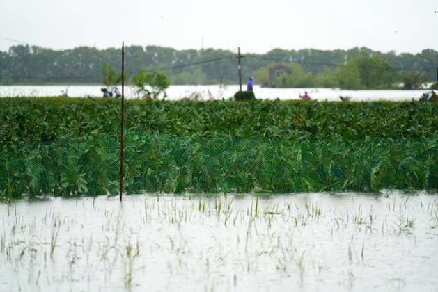 YUEQING, CHINA - AUGUST 10: Farmers work in flooded fields amidst rain after Typhoon Dolphin on August 10, 2026 in Yueqing, Zhejiang Province of China. Local residents are speeding up post-disaster recovery efforts following the typhoon.  Copyright: xVCGx 111659089573