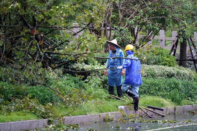 YUEQING, CHINA - AUGUST 10: Landscaping workers straighten fallen trees in the rain on August 10, 2026 in Yueqing, Zhejiang Province of China. Local authorities and residents are working to restore order following Typhoon Dolphin .  Copyright: xVCGx 111659089574