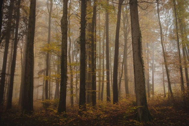 Dense foggy woods with golden autumn leaves Lausanne, Vaud, Switzerland CR_KACU260805-2095637-01 ,model released, Symbolfoto ,property released