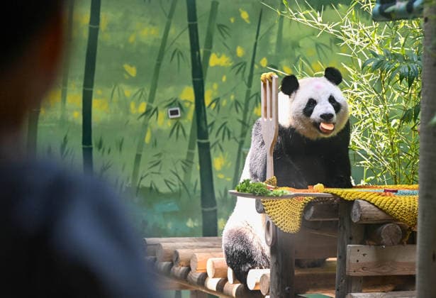 (260810) -- TIANJIN, Aug. 10, 2026 -- Giant panda Xing Mei enjoys its birthday feast at the zoo of Photosynthesis Valley Tourist Resort in north China s Tianjin Municipality, Aug. 10, 2026. The zoo in the Photosynthesis Valley Tourist Resort celebrated Xing Mei s 15th birthday on Monday. Xing Mei was born in August 2011 at the Chengdu Research Base of Giant Panda Breeding in Chengdu, capital of southwest China s Sichuan Province, and was transferred to Tianjin in September 2013. ) CHINA-TIANJIN-PANDA-BIRTHDAY (CN) ZhaoxZishuo 