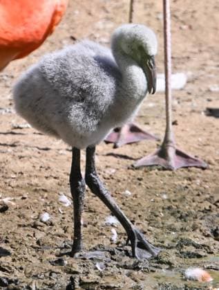Russia Zoo 9220008 10.08.2026 A red flamingo chick hatched in mid-July is seen in its enclosure at the Moscow Zoo in Moscow, Russia. Ilya Pitalev Sputnik Moscow Russia  Copyright: xIlyaxPitalevx