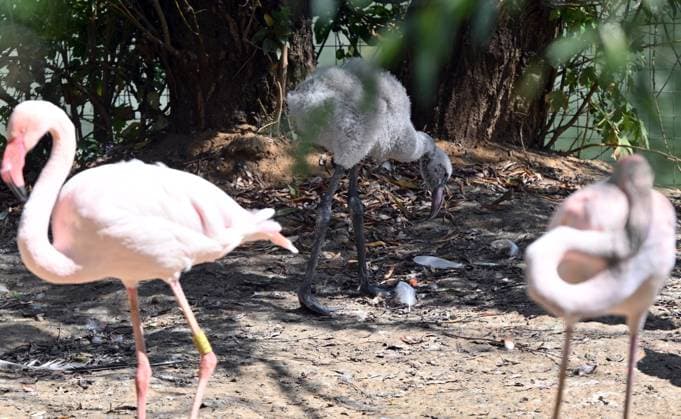 Russia Zoo 9220005 10.08.2026 A red flamingo chick hatched in mid-July is seen in its enclosure at the Moscow Zoo in Moscow, Russia. Ilya Pitalev Sputnik Moscow Russia  Copyright: xIlyaxPitalevx