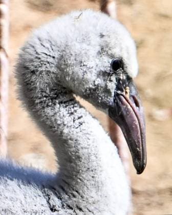 Russia Zoo 9220011 10.08.2026 A red flamingo chick hatched in mid-July is seen in its enclosure at the Moscow Zoo in Moscow, Russia. Ilya Pitalev Sputnik Moscow Russia  Copyright: xIlyaxPitalevx