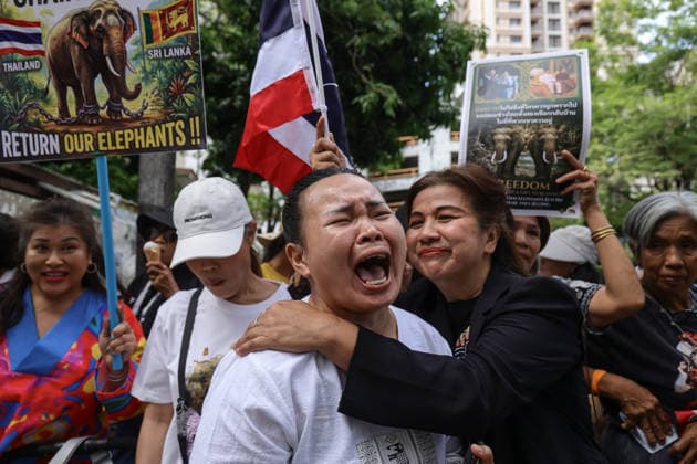 August 10, 2026, Bangkok, Thailand: Thai elephant lovers cry during a protest calling for two elephants to be returned from Sri Lanka. Thai elephant lovers gather outside the Sri Lankan Embassy in Bangkok, calling on Sri Lanka to return the two Thai goodwill ambassador elephants, Plai Pratu Pha and Plai Plai Srinarong, to Thailand, after reports that the elephants have been overworked, in Bangkok, Thailand, August 10, 2026. Bangkok Thailand  - ZUMAs197 20260810_aaa_s197_022 Copyright: xNattaphonxPhanphongsanonx