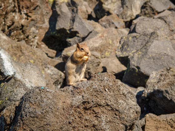 Creative Highlights World Habituated ground squirrel nibbling on a treat among lava rocks Sisters, Oregon, United States R_VAWG260806B-2098287-01 ,model released, Symbolfoto ,property released
