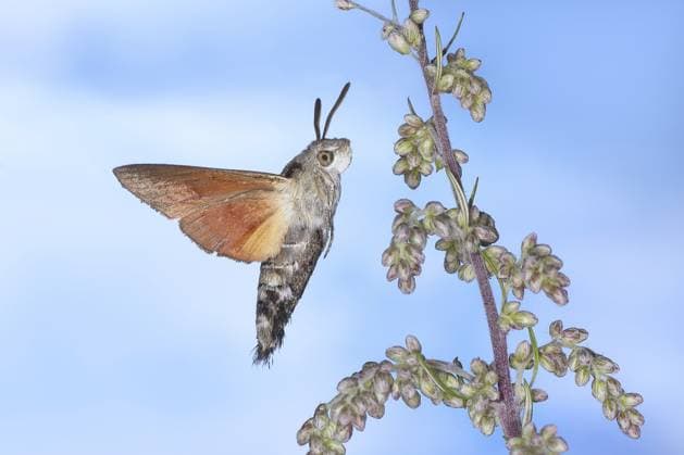 Creative Highlights World Taubenschwänzchen (Macroglossum stellatarum), fliegend, highspeed Naturfoto, Insekten, Schmetterlinge, Tagfalter, Siegerland, Nordrhein-Westfalen, Deutschland Star-tailed Swallowtail (Macroglossum stellatarum), in flight, high-speed nature photograph, insects, butterflies, diurnal butterflies, Siegerland, North Rhine-Westphalia, Germany Copyright: imageBROKER FriedhelmxAdam ibxada18725383.jpg