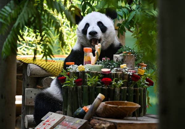 Entertainment Bilder des Tages #2 (260811) -- BEIJING, Aug. 11, 2026 -- Giant panda Xing Mei enjoys its birthday feast at the zoo of Photosynthesis Valley Tourist Resort in north China s Tianjin Municipality, Aug. 10, 2026. The zoo in the Photosynthesis Valley Tourist Resort celebrated Xing Mei s 15th birthday on Monday. Xing Mei was born in August 2011 at the Chengdu Research Base of Giant Panda Breeding in Chengdu, capital of southwest China s Sichuan Province, and was transferred to Tianjin in September 2013. ) XINHUA PHOTOS OF THE DAY ZhaoxZishuo 