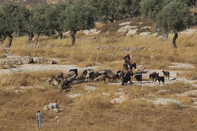 Israeli Settlers Attack Bedouin Community Near Taybeh TAYBEH, PALESTINE AUGUST 10, 2026: Israeli settlers attacked the Naif al-Kaabneh Bedouin community in the village of Taybeh. The community has been subjected to repeated attacks in recent months. About a month earlier, areas near the village cemetery and the ancient Church of St. George, also known as Al-Khader, were set on fire. The church, dating back to the fifth century AD, is one of the oldest Christian religious sites in Palestine. Taybeh is one of the few remaining Palestinian Christian villages in the occupied West Bank. The latest attack is part of a series of incidents affecting Palestinian communities in and around the village. Ramallah Palestine, State of Copyright: x xSalmanxMohsenxAlkhatibx xJNAxPressx