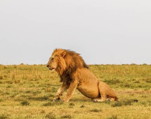 Creative Highlights World Afrikanischer Löwe, der aus dem trockenen Gras der Wildnis aufsteht African lion getting up from the dry grass of the wilderness Copyright: imageBROKER MPfoto71 ibxpie18716840.jpg
