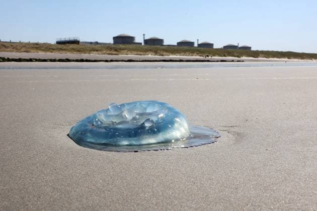 Jellyfish Invasion at Nuclear Power Plant PHOTOPQR VOIX DU NORD Marc Demeure August 11, 2026 Gravelines, August 11, 2026 Three of the nuclear power plant’s six reactors are shut down following a jellyfish invasion in the cooling channel Photo by MARC DEMEURE, La Voix du Nord A nuclear plant in northern France shut down three reactors after a swarm of jellyfish clogged the pumps used to cool the units, energy group EDF said on August 11, 2026. 1 France  Copyright: xPHOTOPQR VOIXxDUxNORD MAXPPPxMarcxDemeurex 20260811VDN0556 20260811VDN0556