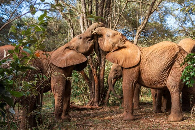 (260812) -- NAIROBI, Aug. 12, 2026 -- African elephants are pictured at Sheldrick Wildlife Trust s Nairobi Nursery in Nairobi, Kenya, Aug. 11, 2026. August 12 marks World Elephant Day, an international annual event to bring attention to the threats facing elephants and promote their protection. ) KENYA-NATIONAL PARKS-WORLD ELEPHANT DAY XiexJianfei 